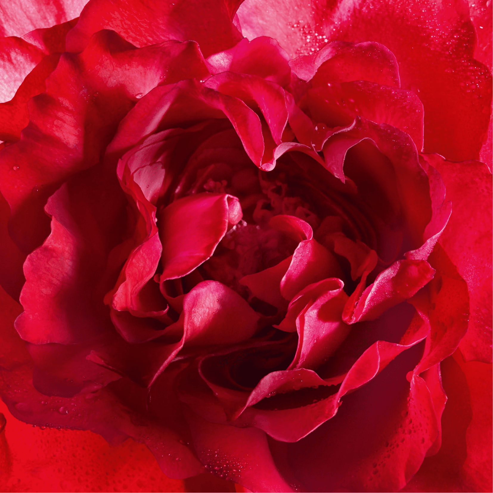 Mon Bloom of Rose